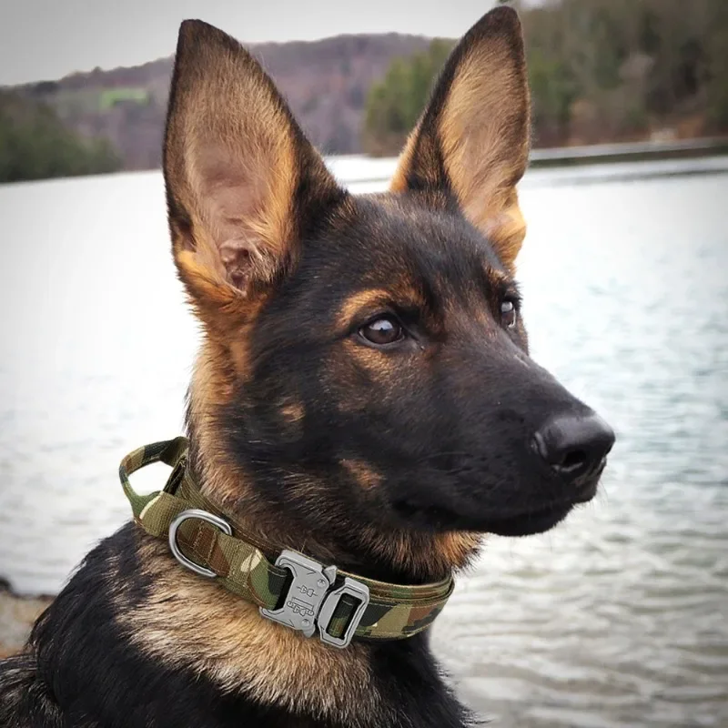 Durable Nylon Dog Collar